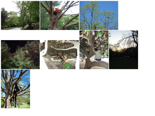 outside/tree/tree screenshot