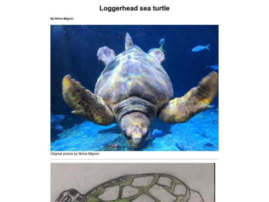 turtle screenshot