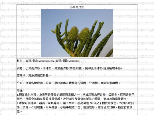 Jinshan/htm/小葉南洋杉 screenshot