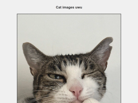 cat screenshot