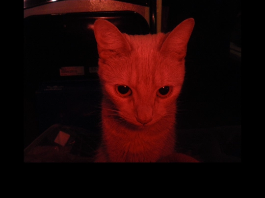 cat screenshot