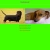  Dachshunds Index!  avatar