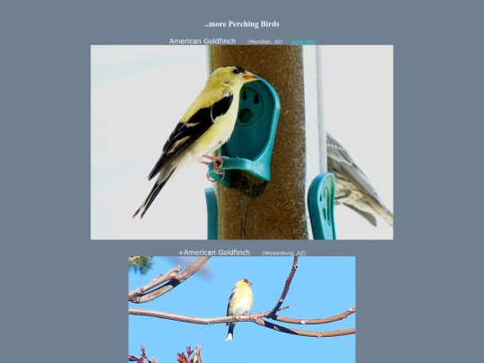 bird/Aspc9 screenshot