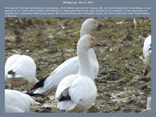 bird/L2/130311 screenshot