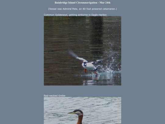 bird/L2/130324 screenshot