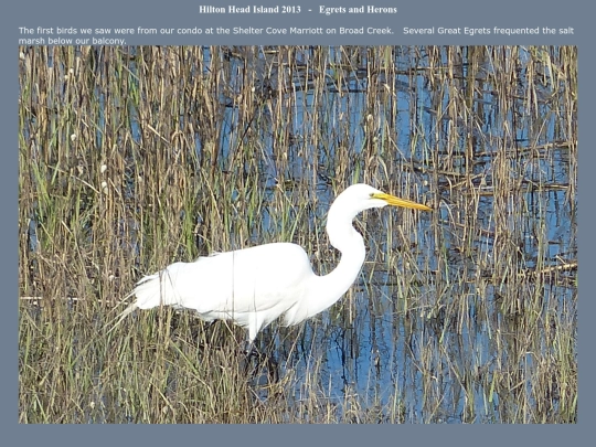 bird/L3/hh/eh screenshot