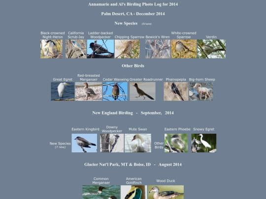 bird/L4/log screenshot