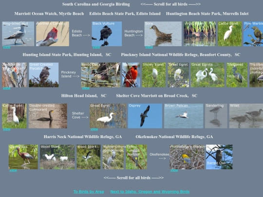 bird/SCGhrz screenshot