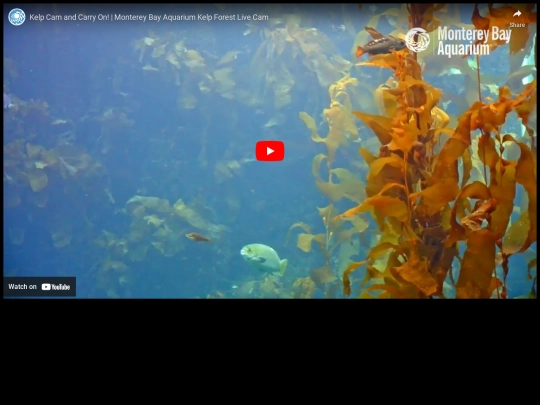 links/feesh screenshot