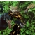 dirtsnake.yorniq.xyz avatar