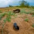 enter the burrow... avatar