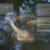 dewdrop world avatar