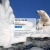  a polar bear's website!! avatar