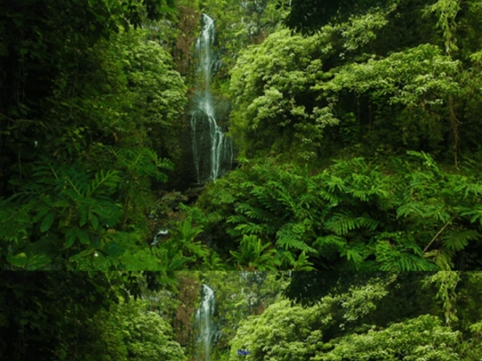 Extras/TheForest screenshot