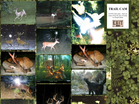 trail screenshot