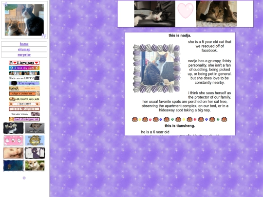 kitties screenshot