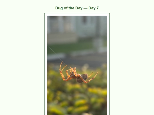 day7 screenshot