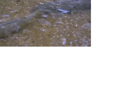 SPLASH screenshot