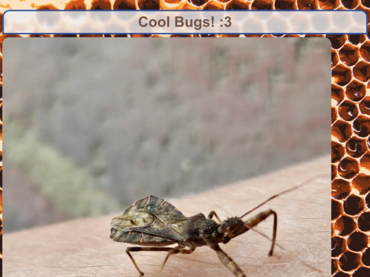 coolbugs screenshot