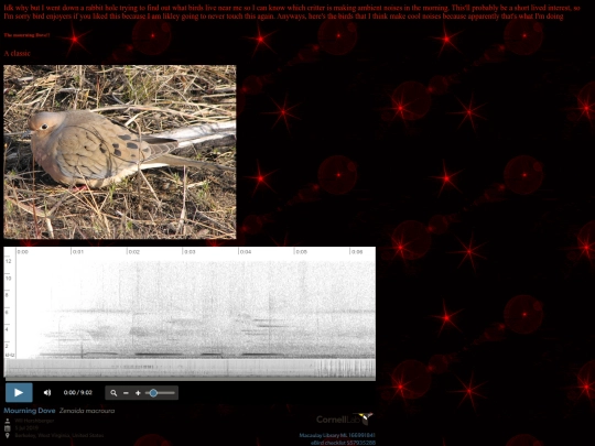 silly things/random ahh interests/fuckingbirds screenshot