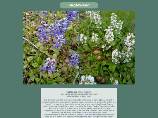 bugleweed screenshot