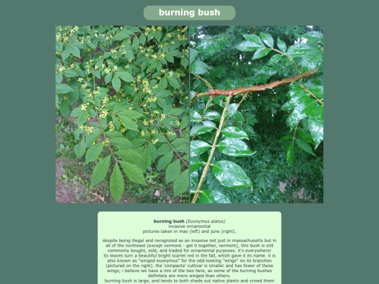 burningbush screenshot