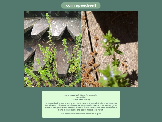 cornspeedwell screenshot