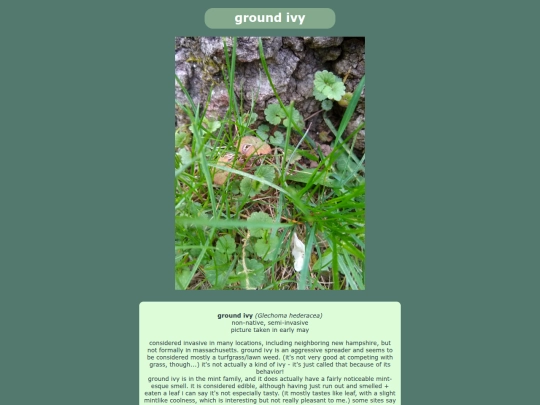 groundivy screenshot