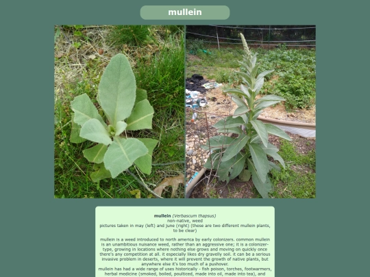 mullein screenshot