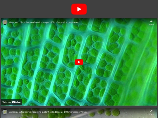videos2 screenshot