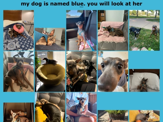 dog screenshot