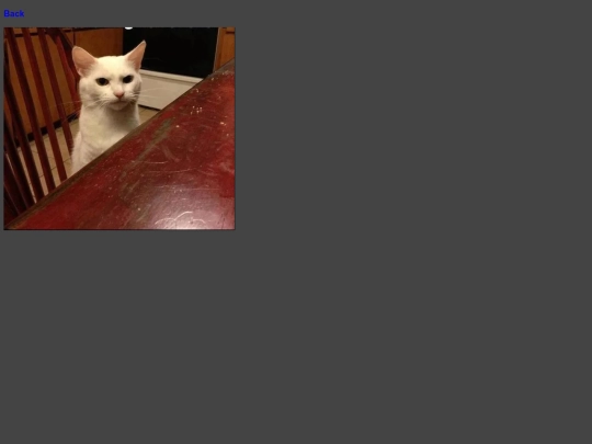 PhatCat13 screenshot