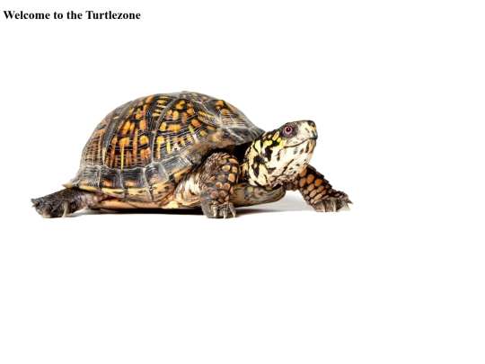 turtlezone screenshot