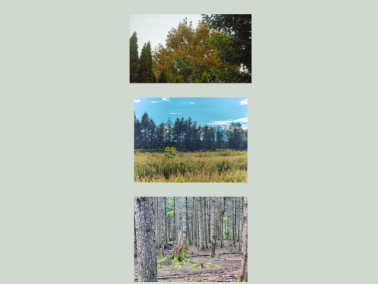 albums/i luv trees/luvtrees screenshot