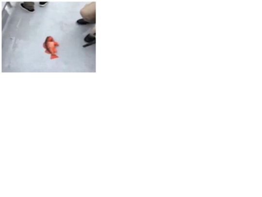 oldsitearchive/oldsite/fish screenshot