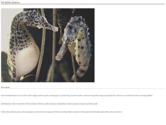 Seahorse6 screenshot