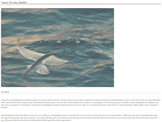 fish19 screenshot