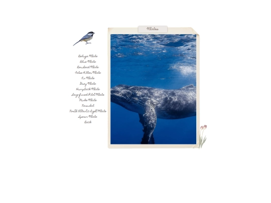 ocean10 screenshot