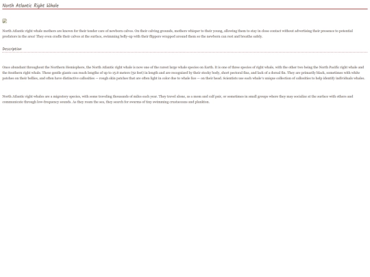 whale11 screenshot