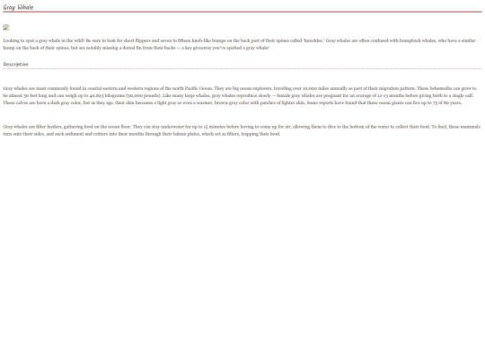 whale6 screenshot