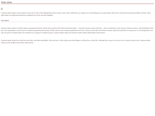 whale9 screenshot