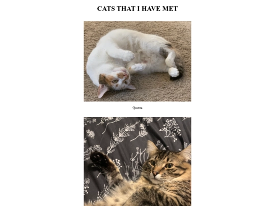 cats screenshot