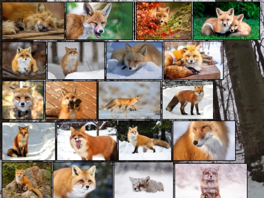 FOX screenshot