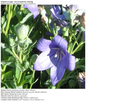 womensleague screenshot