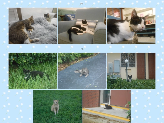 cat screenshot