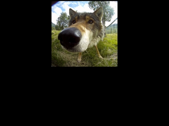 wolf screenshot