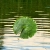 ribbitslilyp4d.yorniq.xyz avatar