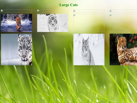 Large Cats screenshot