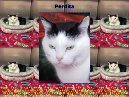 perdita screenshot