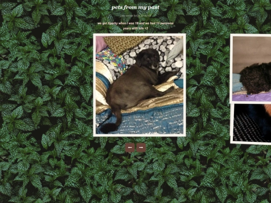 pets screenshot